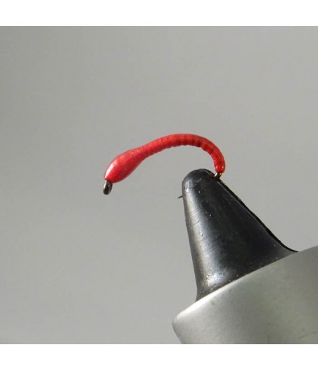 Nymphe corégone Rouge tête Rouge taille 14