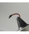 Nymphe corégone marron tête noire taille 14