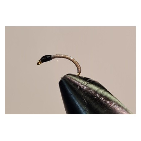 Nymphe corégone Grise tête Noir taille 16
