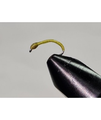 Gambe corégone Vert tête verte taille 14