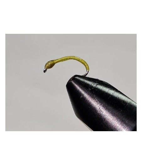 Gambe corégone Vert tête verte taille 14