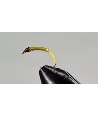 Gambe corégone Vert insecte cul jaune tête noir taille 18