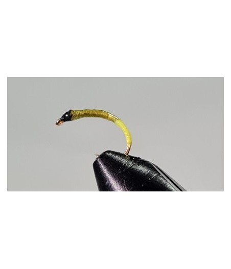 Gambe corégone Vert insecte cul jaune tête noir taille 18
